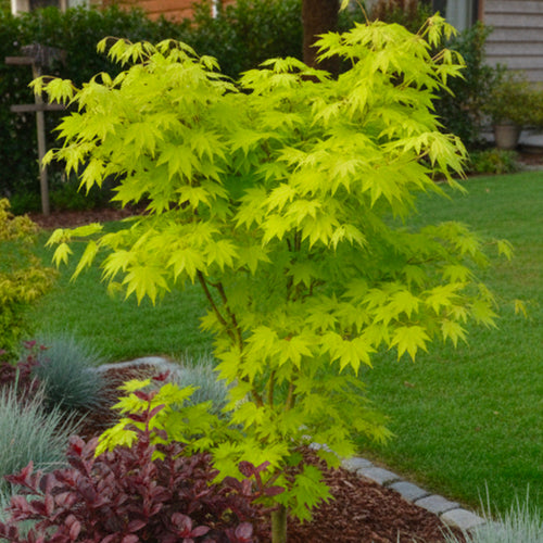 Acer Shirasawanum Jordan