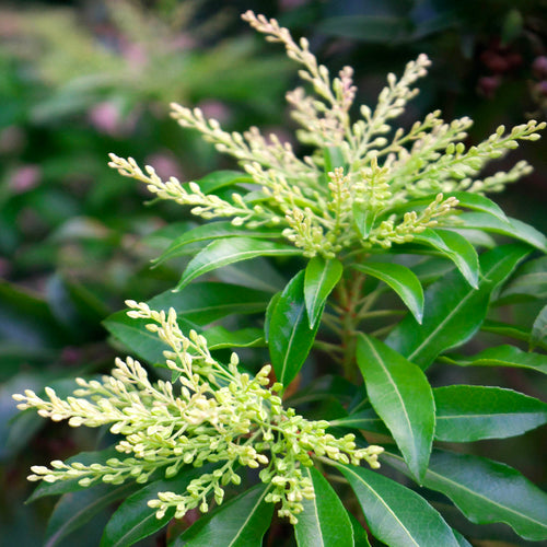 Andromède (Piéris)