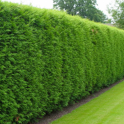 Cyprès Leylandii 2001 (Vito)