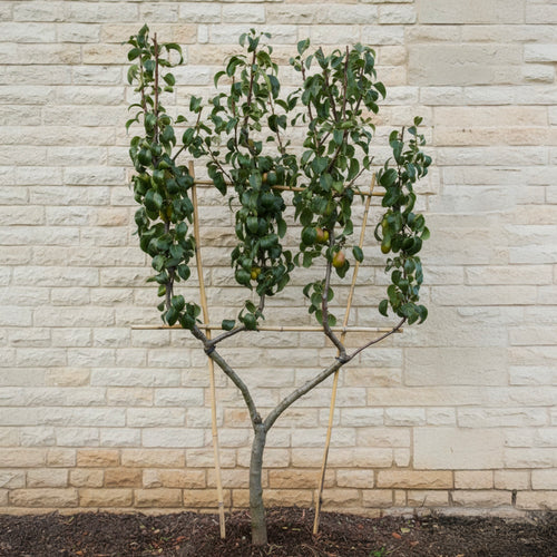 Palissade Poirier Doyenne du Comice