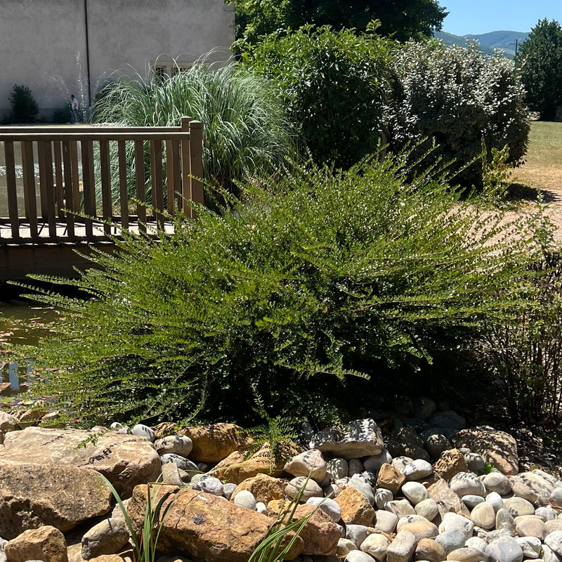 Chèvrefeuille arbustif (Lonicera Nitida)