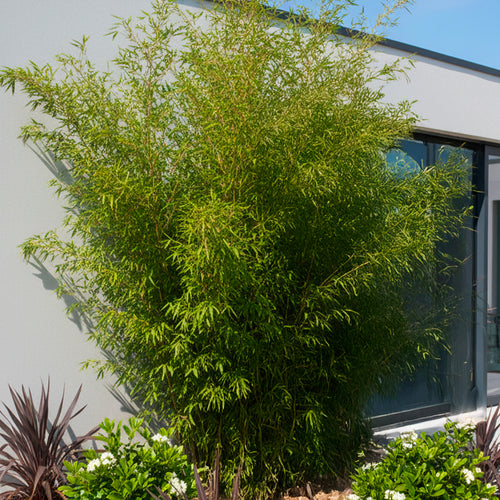 Fargesia Murielae x Nitida Obelisk