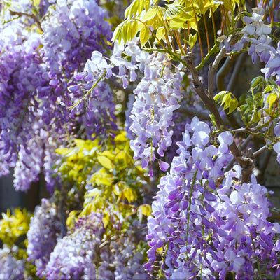 Glycine (Wisteria Brachybotrys)