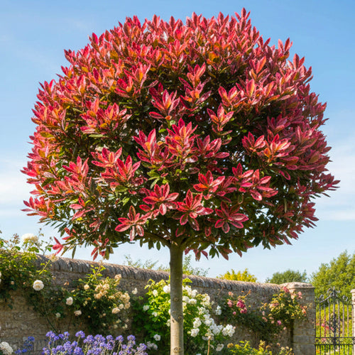 Photinia Pink Marble en tige