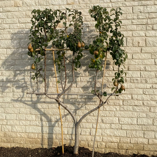 Palissade Poirier 'Conférence'