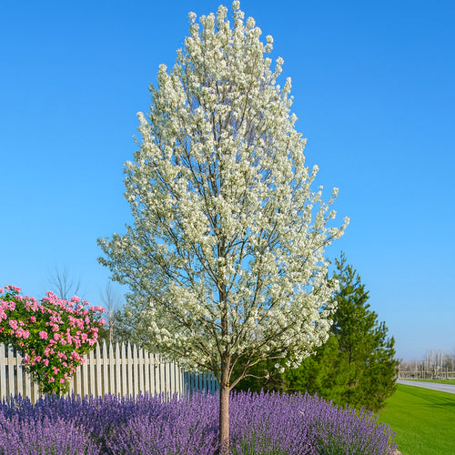 Poirier à fleurs (Pyrus Calleryana Chanticleer)