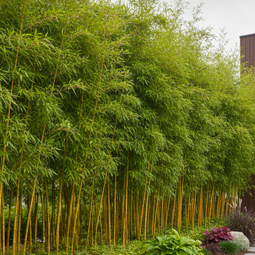 Bambou Aureosulcata Spectabilis