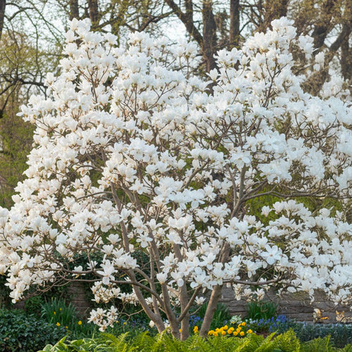 Magnolia Yulan en touffe (Denudata Double Diamond)