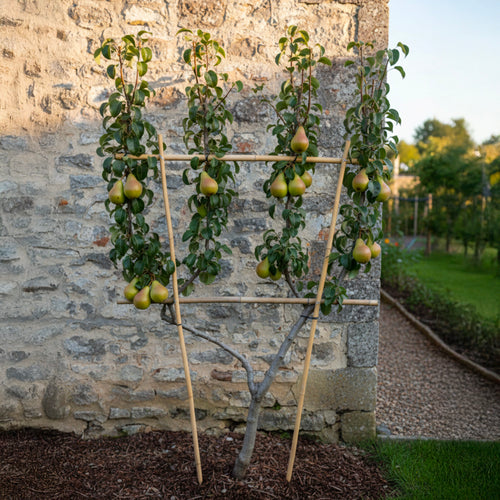 Palissade Poirier 'Williams'