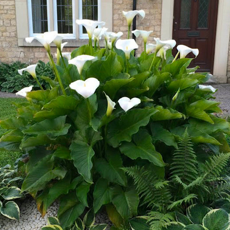 Arum (Calla aethiopica)