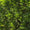 Image to render