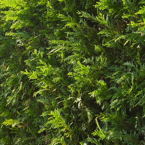 Cyprès Leylandii (Cupressocyparis)