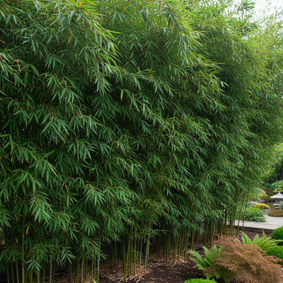 Fargesia Nitida Winter Joy