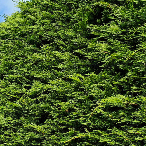 Cyprès Leylandii 2001