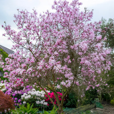 Magnolia à fleurs roses étoilées (Loebneri Leonard Messel)