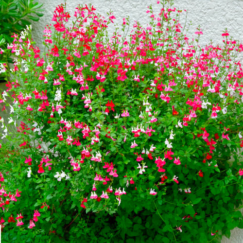 Sauge Ornementale (Salvia microphylla)