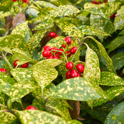 Aucuba du Japon (Aucuba Japonica Variegata)
