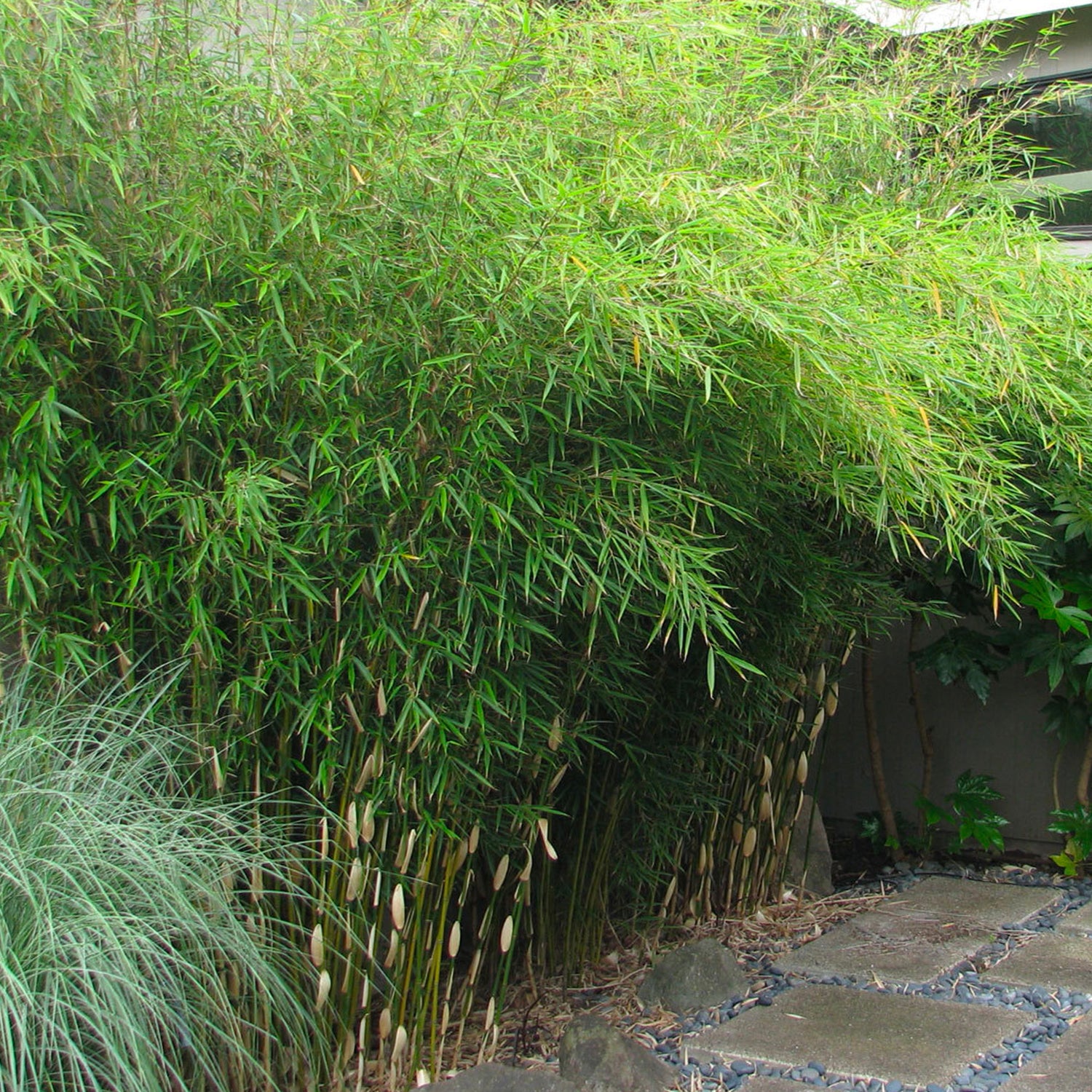 Plantes d'ombre