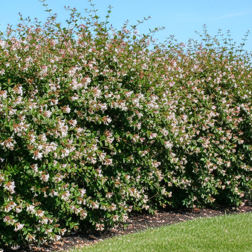 Abélia (Grandiflora)