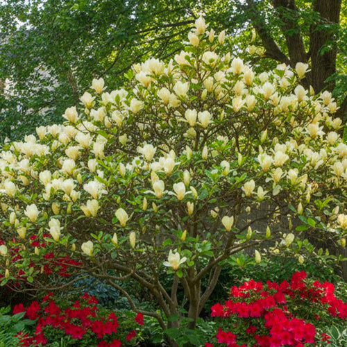 Magnolia Denudata Yellow River en Touffe