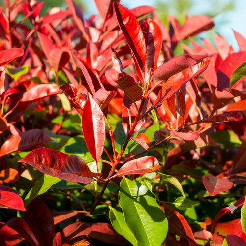 Photinia Red Robin en tige palissé