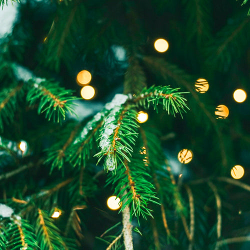 Sapin de Noël - à planter