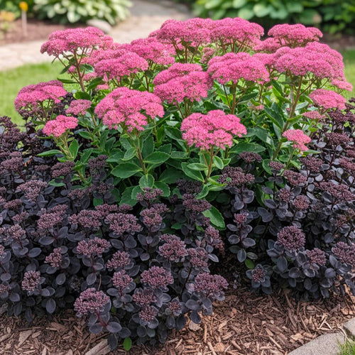 Sedum rose