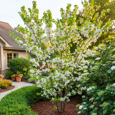 Arbre de Judée à fleurs blanches (Cercis Chinensis Shirobana)