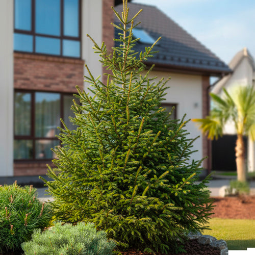 Sapin de Noël - à planter
