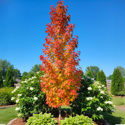 Copalme d'Amérique en touffe (Liquidambar Styraciflua)