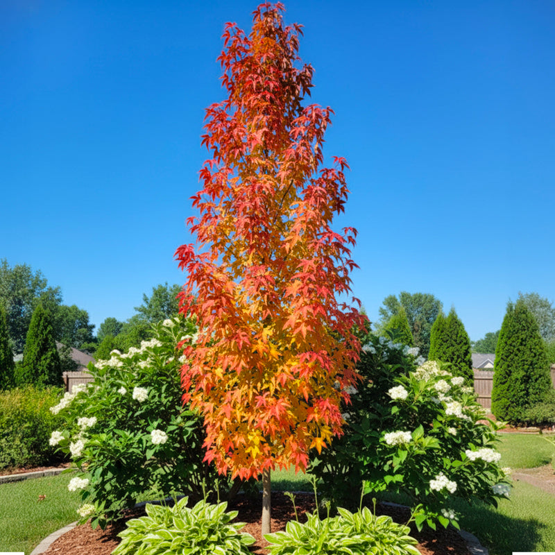 Copalme d'Amérique en touffe (Liquidambar Styraciflua)