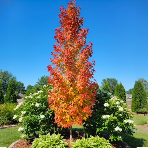 Copalme d'Amérique en touffe (Liquidambar Styraciflua)