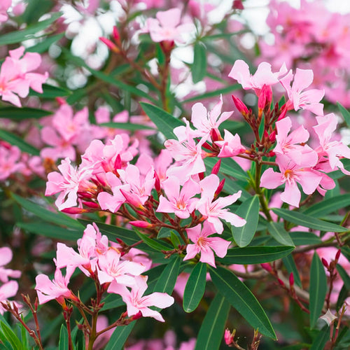 Laurier Rose en demi-tige