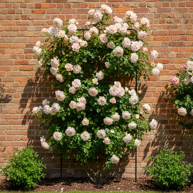 Rosier en Palissade