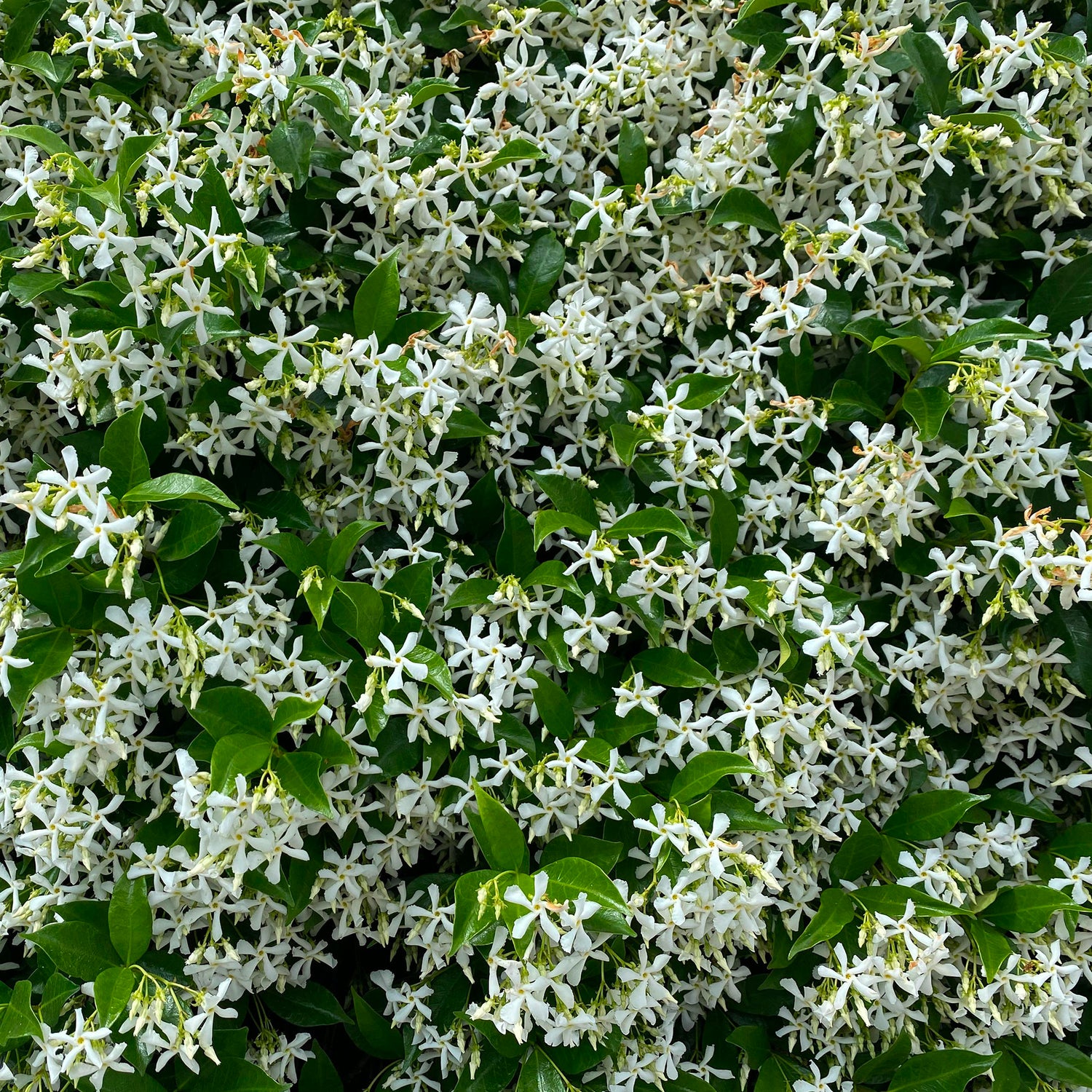 Plantes grimpantes à croissance rapide