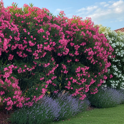 Laurier Rose en touffe (Nerium Oleander)