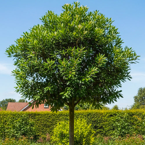 Pittosporum de Chine en tige