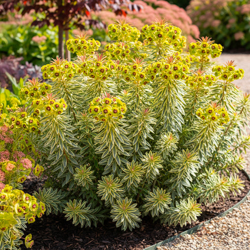 Euphorbe (Ascot Rainbow)