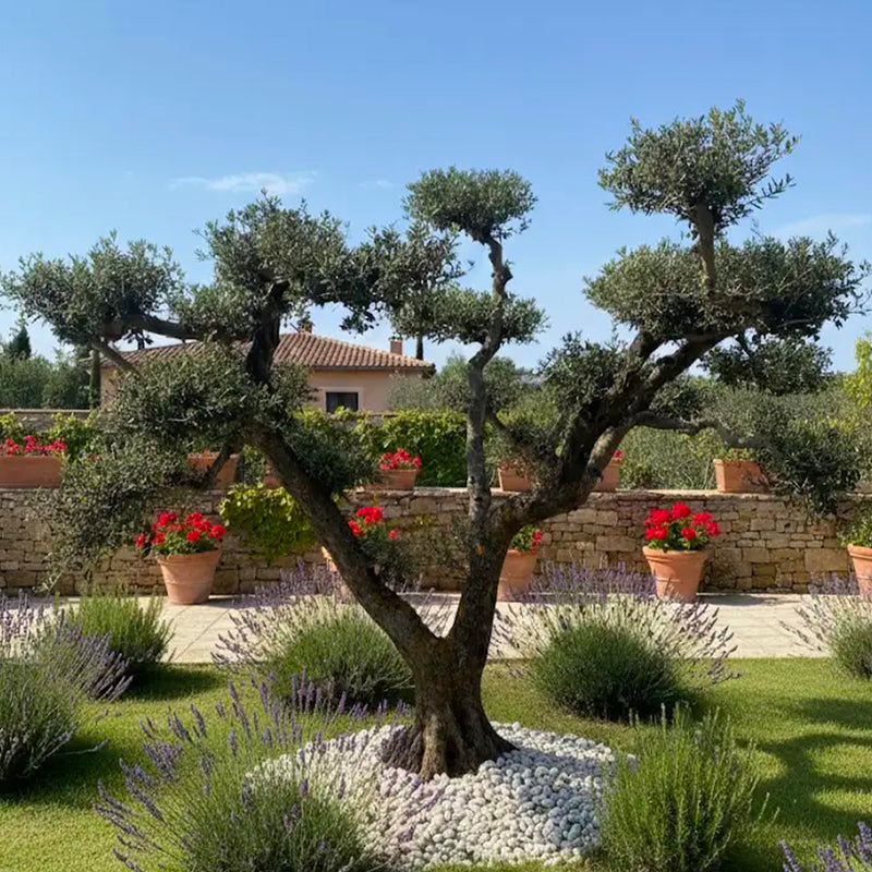 Olivier nuage centenaire à 3 branches