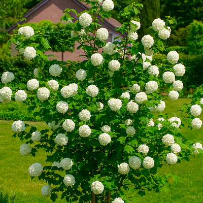 Viorne Obier (Viburnum opulus)