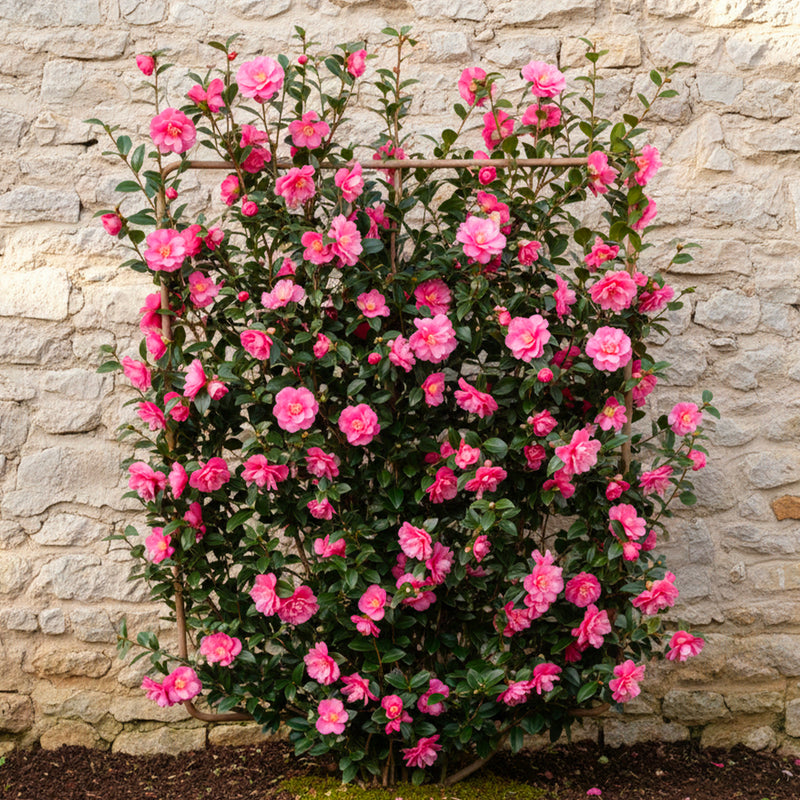 Camélia d'Automne en Palissade