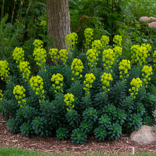 Euphorbe (amygdaloïdes var. robbiae)