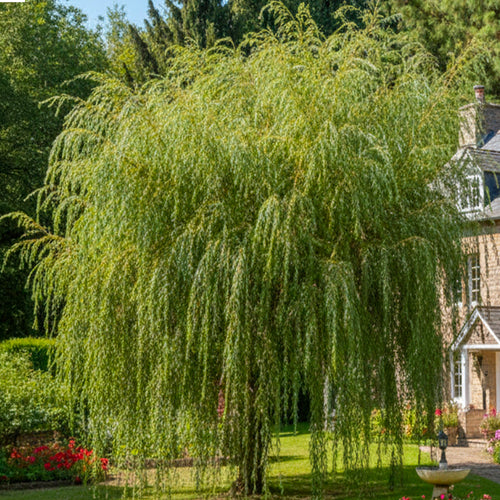 Saule Pleureur (Salix alba Tristis)