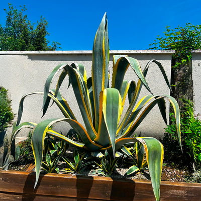 Agave panaché (Agave Variegata)