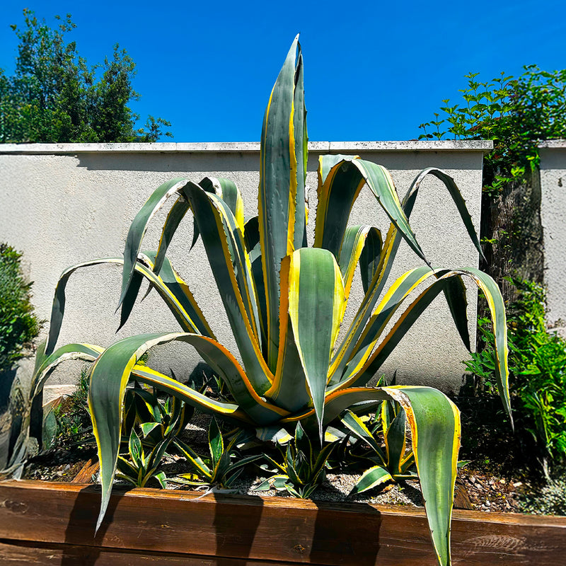 Agave panaché (Agave Variegata)