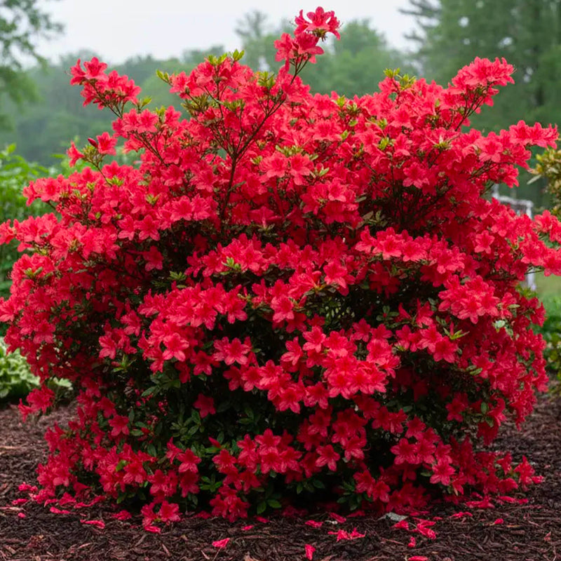 Azalée du Japon (Azalea Japonica)