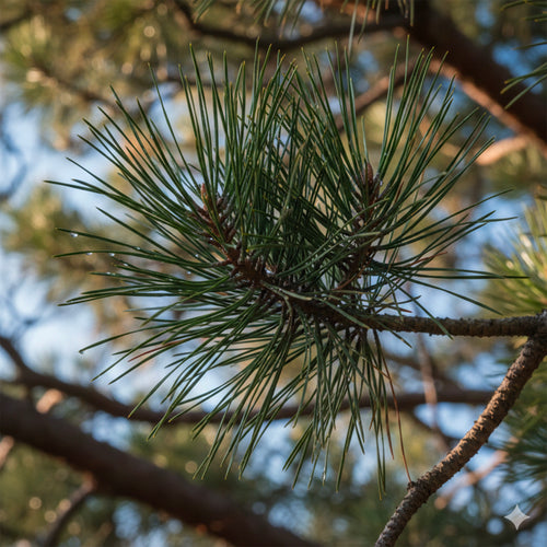 Pin Parasol (Pinus pinea)