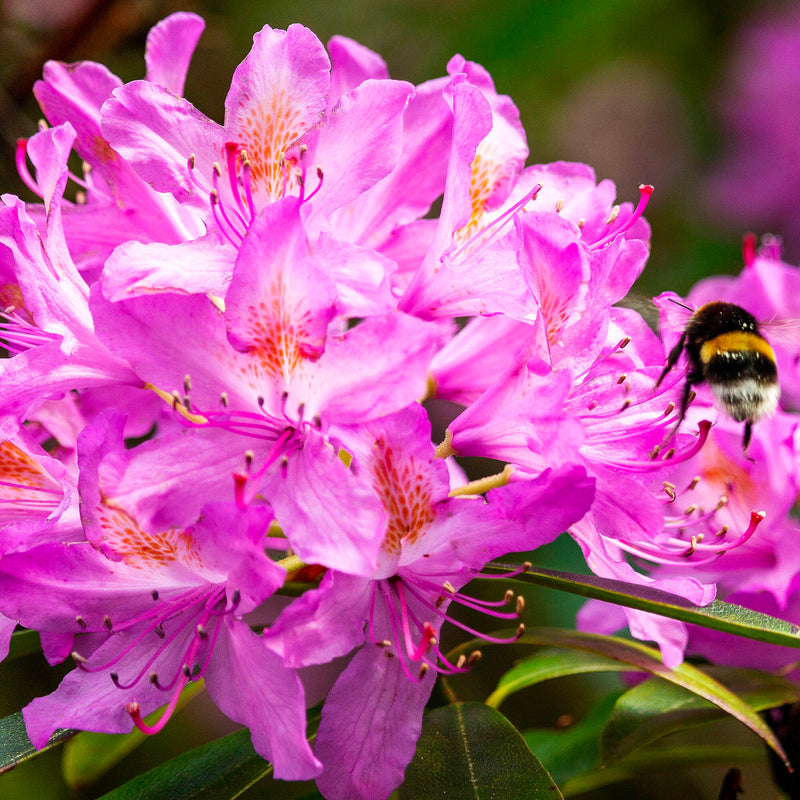 Rhododendron (Rhododendron)
