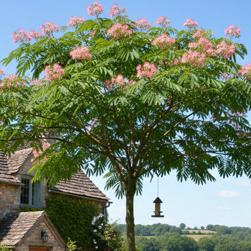 Arbre à soie (Albizia Julibrissin 'Ombrella')