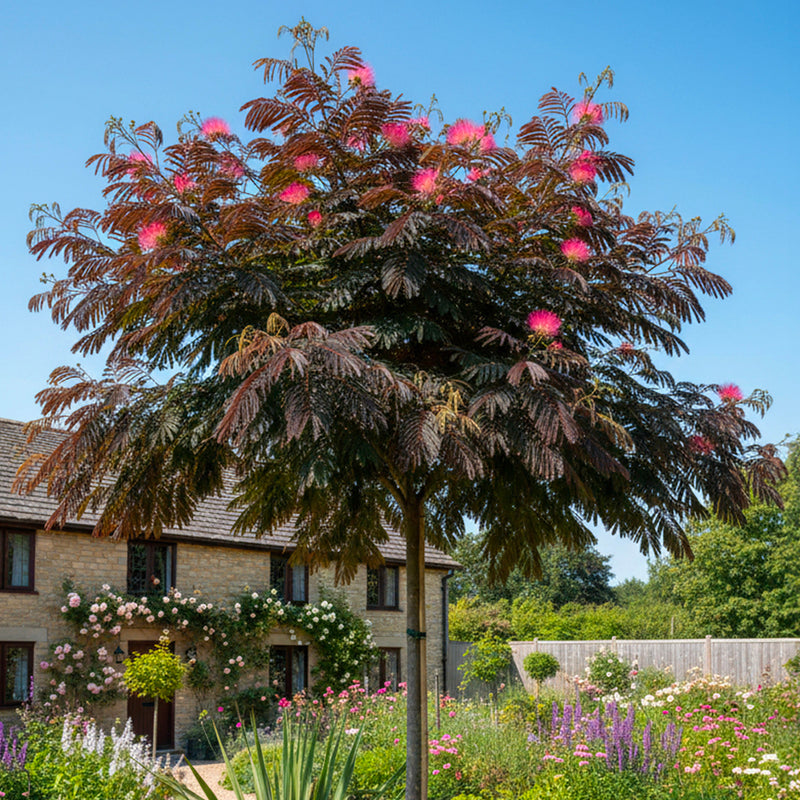 Arbre à Soie (Albizia Julibrissin 'Summer Chocolate')